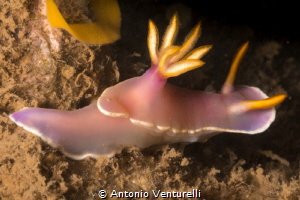 Cemetry Bay dive site, Nha Trang, Vietnam by Antonio Venturelli 